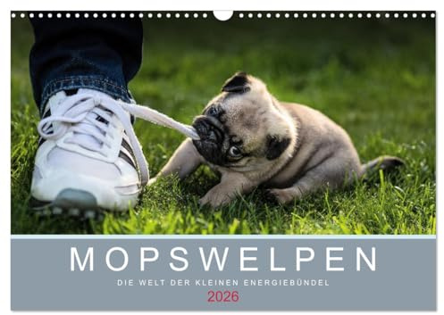 Mopswelpen (Wandkalender 2026 DIN A3 quer), CALVENDO Monatskalender: Mopswelpen - Die Welt der kleinen Energiebündel (CALVENDO Tiere)