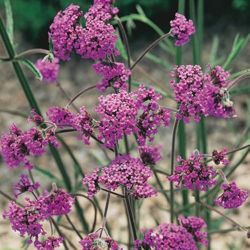 You Garden - 6 x Verbena Bonariensis in 9cm Pots - Potted Perennial Plants - Ready to Plant Established Cluster top Vervain in Nursery Pots - Plants for Pollinators