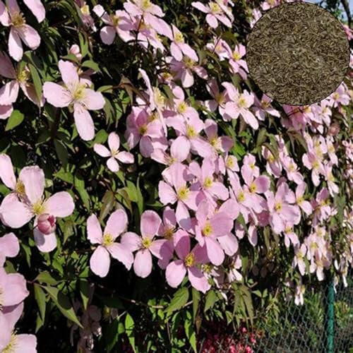 kiskick 100 Stück/Beutel Clematis-Samen, gesund, einfach zu pflanzen, DIY-Haus, dekorative Pflanzen, Samen für den Heimanbau Ihrer eigenen Kräuter, Garten-Set Rosa Clematis-Samen