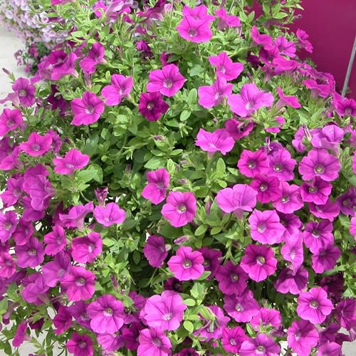 18 x Petunia Plant - Hanging Basket Plants Outdoor Garden Ready in 9cm Pots, Surfinia Make Good Hanging Plant, These are not Plug Plants. (18, Amethyst)