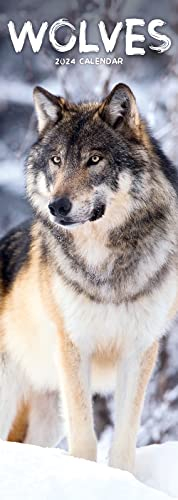 Wolves – Wölfe 2024: Original Avonside-Kalender – Slimline [Mehrsprachig] [Kalender] (Slimline-Kalender)