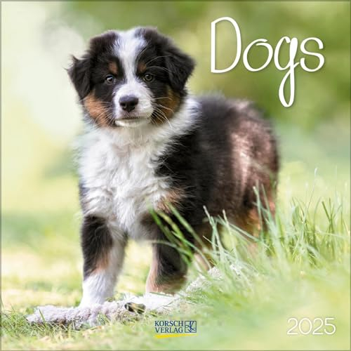 Dogs 2025: Broschürenkalender mit Ferienterminen. Hunde und Welpen. 30 x 30 cm