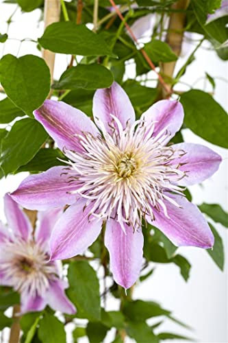Clematis Hybride 'Empress' 60-100 cm - Waldrebe, rosa gefüllte Blüten, Blütezeit Mai-September, ideal für Rankgerüste, pflegeleicht und winterhart