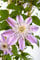 Clematis Hybride 'Empress' 60-100 cm - Waldrebe, rosa gefüllte Blüten, Blütezeit Mai-September, ideal für Rankgerüste, pflegeleicht und winterhart
