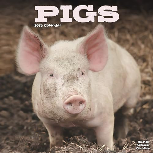 Pigs – Schweine 2025 – 16-Monatskalender: Original Avonside-Kalender [Mehrsprachig] [Kalender] (Wall-Kalender)