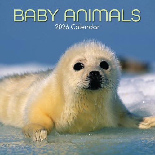 The Gifted Stationary 2026 Quadratischer Wandkalender, Babytiere, 16-monatiger Tierthemen-Hängekalender mit 180 Erinnerungsaufklebern, Monatsplaner für Zuhause und kreative Räume, 30,5 x 30,5 cm
