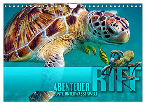Abenteuer Riff - bunte Unterwasserwelt (Wandkalender 2026 DIN A4 quer), CALVENDO Monatskalender: Fantastische Unterwasseraufnahmen zeigen das ... Korallenriffen der Erde (CALVENDO Natur)