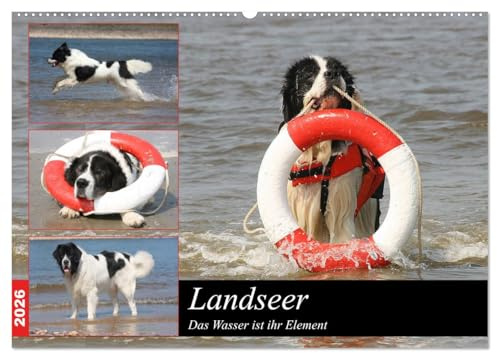 Landseer - Das Wasser ist ihr Element (Wandkalender 2026 DIN A2 quer), CALVENDO Monatskalender: Landseer sind eine besondere Hunderasse die besonders ... dort in ihrem Element sind. (CALVENDO Tiere)