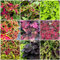 300 pcs buntnessel samen - coleus blumei - bonsai samen, gartenpflanzen winterhart buntnessel kaufen blumen garten, steingarten pflanzen topfpflanzen für draußen, blumengarten blumen