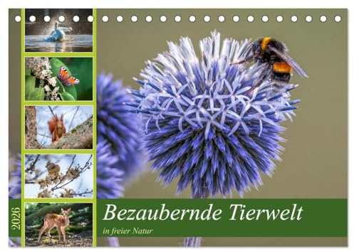 Bezaubernde Tierwelt in freier Natur (Tischkalender 2026 DIN A5 quer), CALVENDO Monatskalender: Die Schönheit der Tierwelt für Ihr Zuhause. (CALVENDO Natur)