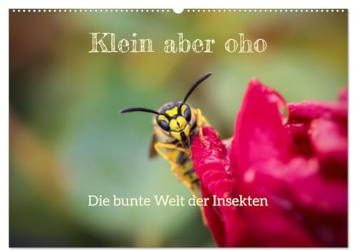 Klein aber oho. Die bunte Welt der Insekten (Wandkalender 2026 DIN A2 quer), CALVENDO Monatskalender: Die farbenfrohe Welt der Insekten (CALVENDO Tiere)
