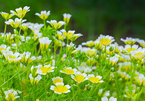 wandmotiv24 Photo murale Jardin d'été de fleurs S 200 x 140cm - 4 pièces photo, papier peint non tissé Forêt, vert, nature M1039