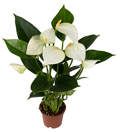 DECOALIVE Anthurium Blanco Planta de Interior Natural