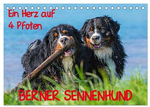 Ein Herz auf 4 Pfoten - Berner Sennenhund (Tischkalender 2026 DIN A5 quer), CALVENDO Monatskalender: Mit Berner Sennenhunden durch das Jahr (CALVENDO Tiere)