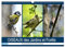 OISEAUX des Jardins et Forêts (Calendrier mural 2026 DIN A3 vertical), CALVENDO calendrier mensuel: Différentes rencontres avec nos amis à plumes