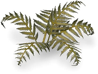 Gamers Grass Laser Plants Bracken