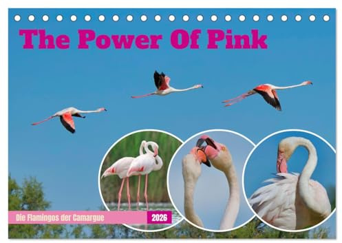 The Power Of Pink (Tischkalender 2026 DIN A5 quer), CALVENDO Monatskalender: Die Flamingos der Camargue (CALVENDO Tiere)