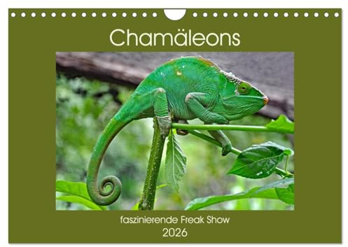 Chamäleons - faszinierende Freak Show (Wandkalender 2026 DIN A4 quer), CALVENDO Monatskalender: Reptilien mit den Superglupschern (CALVENDO Tiere)