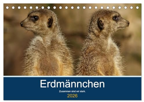 Erdmännchen - Zusammen sind wir stark (Tischkalender 2026 DIN A5 quer), CALVENDO Monatskalender: Bilder vom Erdmännchen-Alltag (CALVENDO Tiere)