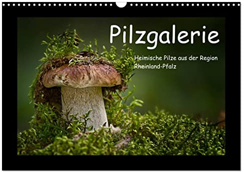 Pilzgalerie - Heimische Pilze aus der Region Rheinland-Pfalz (Wandkalender 2026 DIN A3 quer), CALVENDO Monatskalender: 13 beeindruckende Pilzaufnahmen (CALVENDO Natur)