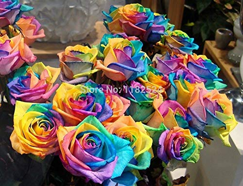 Potseed 200 Samen seltene Regenbogen-Rose Samen für Ihren Liebhaber Regenbogen-Rosen-Blumen