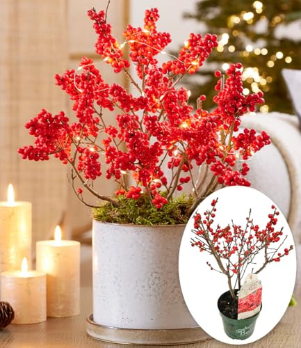 BALDUR-Garten 1x Ilex 'Jingle Bells®', Pflanze im 2 Liter-Topf, leuchtend rote Beeren im Herbst & Winter, drinnen und draußen sehr dekorativ, winterhart & mehrjährig, bienenfreundlich, kompakt