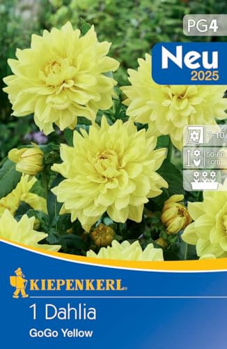 Kiepenkerl Dekorative Dahlie Go Go Yellow 721548 - Mehrjährige Blumenzwiebeln für Dahlien mit großen Blüten für Hochbeete und Kübel - Blumen, Dahlien Knollen