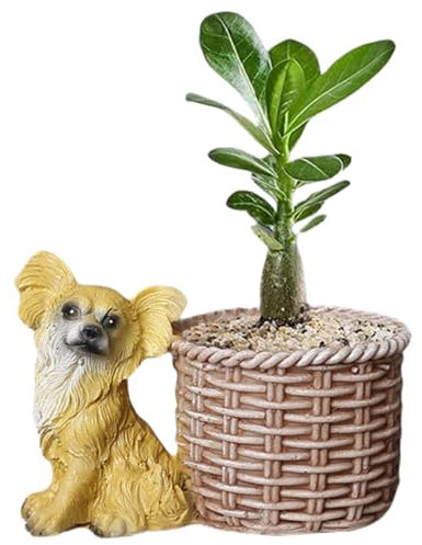 Pot de fleurs pour cactus et plantes grasses, bonsaï fantaisie en forme de papillon, mini petits pots avec trou de drainage pour décoration d'intérieur et d'extérieur, sans plantes