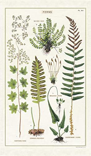 Cavallini Papers & Co. Ferns Tea Towel Geschirrtuch, Natur