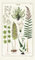 Cavallini Papers & Co. Geschirrtuch Farn