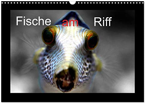 Fische am Riff (Wandkalender 2025 DIN A3 quer), CALVENDO Monatskalender