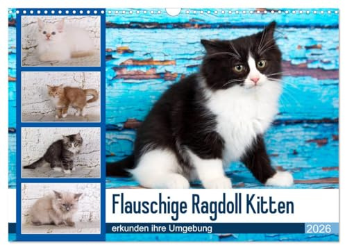 Flauschige Ragdoll Kitten (Wandkalender 2026 DIN A3 quer), CALVENDO Monatskalender: Rassekatzen mit Schmusecharakter und Charme (CALVENDO Tiere)