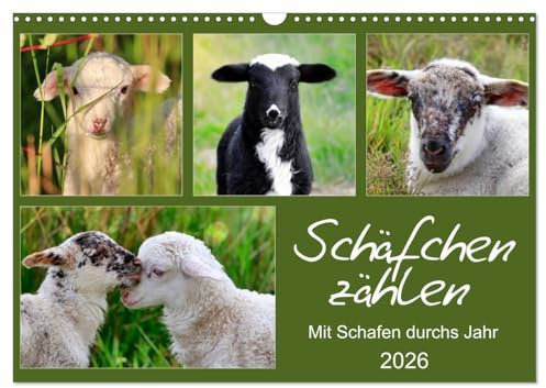Schäfchen zählen - Mit Schafen durchs Jahr (Wandkalender 2026 DIN A3 quer), CALVENDO Monatskalender: Schafe und Lämmer auf Wiesen und Weiden (CALVENDO Tiere)