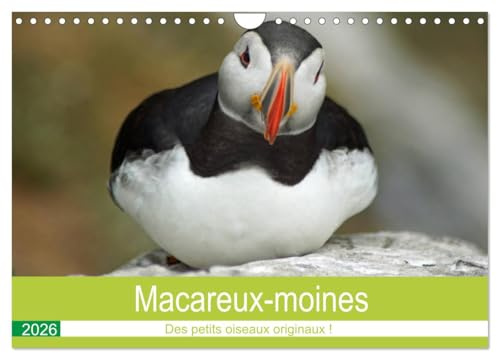Macareux-moines Des petits oiseaux originaux! (Calendrier mural 2026 DIN A4 horizontal), CALVENDO calendrier mensuel: Visite des macareux sur l'île de Skellig Michael en Irlande. (CALVENDO Animaux)