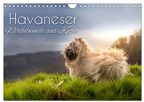Havaneser - Wirbelwinde aus Kuba (Wandkalender 2025 DIN A4 quer), CALVENDO Monatskalender: Mit den süßen Havis durchs Jahr (CALVENDO Tiere)