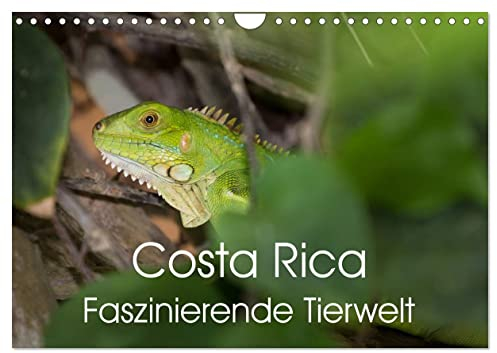 Costa Rica. Faszinierende Tierwelt (Wandkalender 2025 DIN A4 quer), CALVENDO Monatskalender