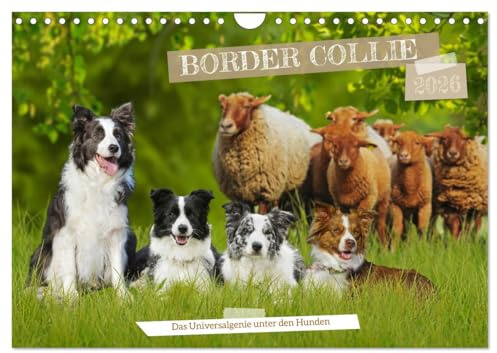 Border Collie - Das Universalgenie unter den Hunden (Wandkalender 2026 DIN A4 quer), CALVENDO Monatskalender: Auf 13 faszinierend schönen Fotos zeigt ... Allrounder der Hundewelt. (CALVENDO Tiere)