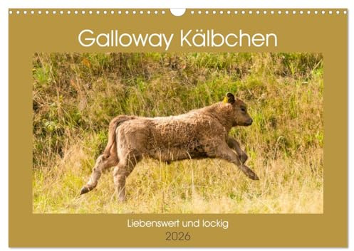 Galloway Kälbchen - Liebenswert und lockig (Wandkalender 2026 DIN A3 quer), CALVENDO Monatskalender: Bezaubernde schottische Robustrinder (CALVENDO Tiere)