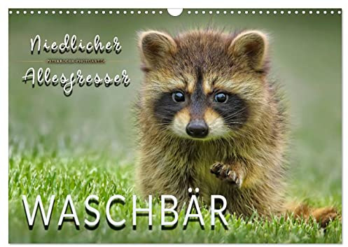 Waschbär - Niedlicher Allesfresser (Wandkalender 2026 DIN A3 quer), CALVENDO Monatskalender: Eindrucksvolle Bilder der scheuen Tiere. (CALVENDO Tiere)