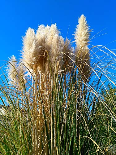 Amerikanisches Pampasgras 5 Stück P9 20-50 cm Cortaderia selloana Weiß