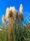 Amerikanisches Pampasgras 5 Stück P9 20-50 cm Cortaderia selloana Weiß