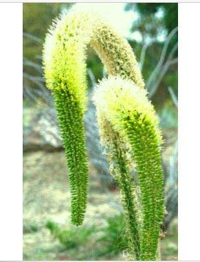 Seeds Fresh FoxTail Agave attenuated (rare agavi without spine of succulent seeds aloe plant) 15 seeds