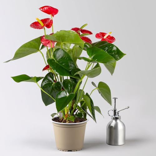 Flamingoblume, 'Royal Red Champion', rot, Topf-Ø 14 cm, Höhe ca. 50 cm