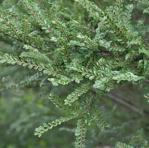Hochstamm Zwerg Ulme Seiju 50-60cm - Ulmus parvifolia - lebende Gartenpflanze aus den Baumschulen