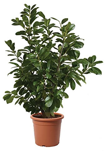 KENTIS - Prunus Laurocerasus Novita - Piante da Esterno Vere Sempreverdi - Pianta da Siepe da Giardino Perenne - H 125/150 cm Vaso Ø 30