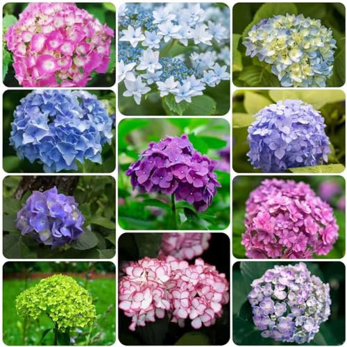 150 Piezas Semillas de Hortensias Resistentes - Semillas de Flores de Verano Hortensias Hydrangea Macrophylla Plantas de balcón Semillas de Plantas Resistentes Variedades Antiguas Flores
