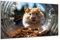 DARO Design - Wand-Bild auf 6mm HDF 70x50 cm Hamster-Rad Meerschweinchen - Wand-Deko Bilder Geschenk