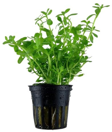PlantasAcuario Planta acuática BACOPA MONNIERI planta de acuario viva y natural para acuarios plantados en maceta de 5cm