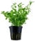 PlantasAcuario Planta acuática BACOPA MONNIERI planta de acuario viva y natural para acuarios plantados en maceta de 5cm