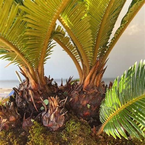 Winterhart zwiebeln, Mehrjährige Blumenzwiebel ist winterhart,Blumenzwiebel Mix, Winterhart pflanzen, Mysteriöse magische Glühbirne-1 Sago Palm zwiebeln